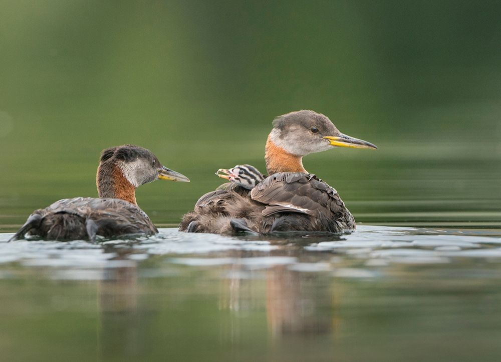 Washington State A Red-necked Grebe chick rides atop parent during feeding on lake